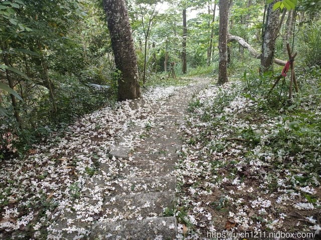 2021薑麻園桐花祭 - 第15張圖 2021薑麻園桐花祭