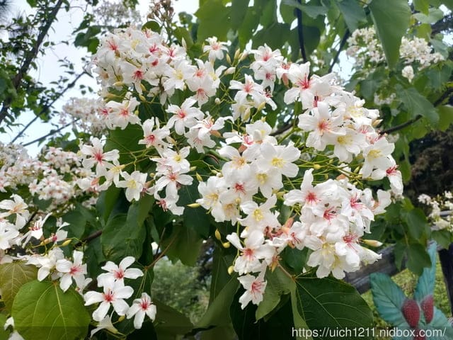 2021薑麻園桐花祭 - 第21張圖 2021薑麻園桐花祭
