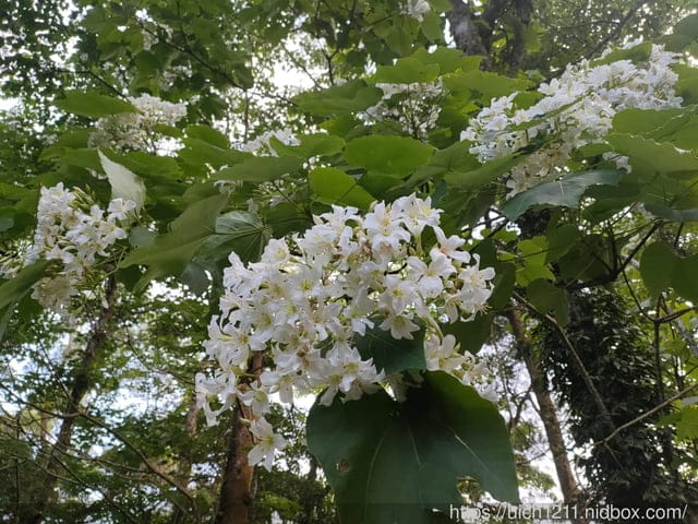 2021薑麻園桐花祭 - 第13張圖 2021薑麻園桐花祭