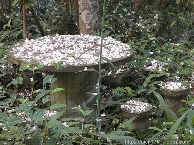 2021薑麻園桐花祭 - 第14張圖 2021薑麻園桐花祭