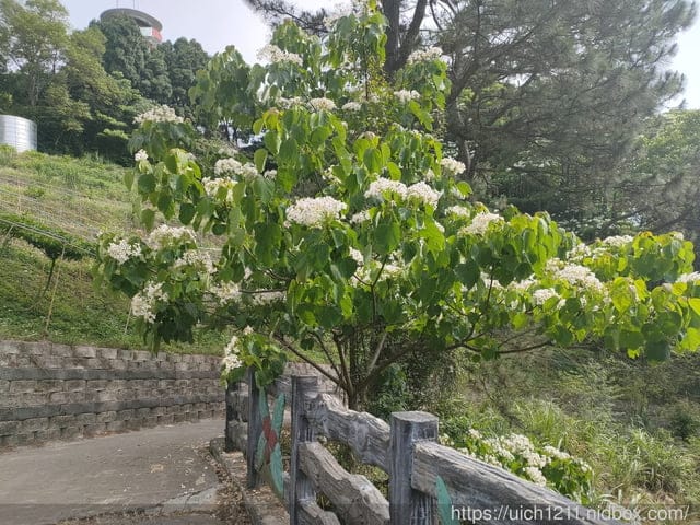 2021薑麻園桐花祭 - 第25張圖 2021薑麻園桐花祭