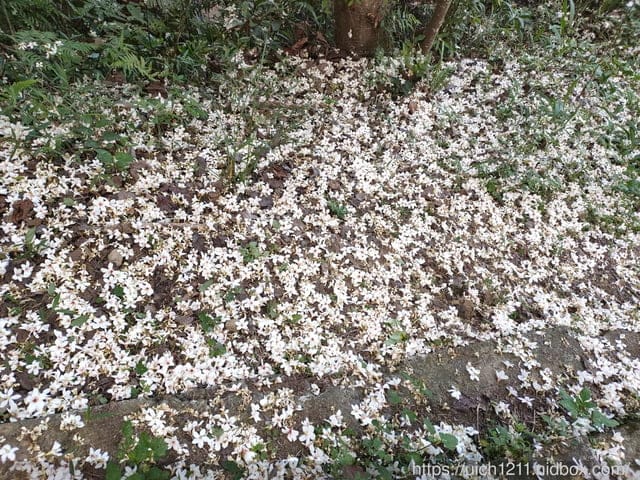 2021薑麻園桐花祭 - 第16張圖 2021薑麻園桐花祭