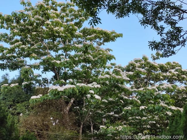 2021薑麻園桐花祭 - 第11張圖 2021薑麻園桐花祭