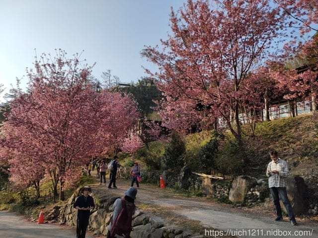 司馬庫斯 - 第12張圖 司馬庫斯