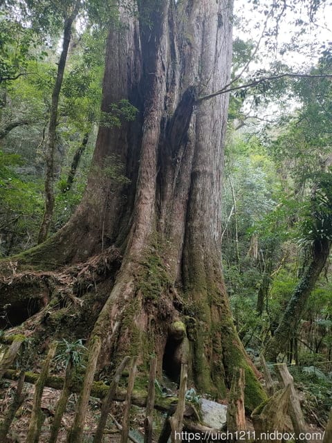 司馬庫斯 - 第51張圖 司馬庫斯