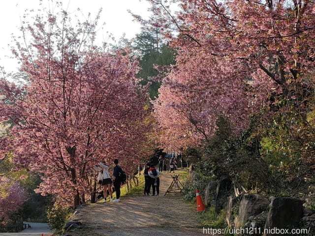 司馬庫斯 - 第14張圖 司馬庫斯