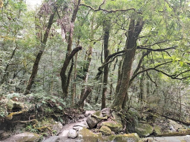司馬庫斯 - 第49張圖 司馬庫斯