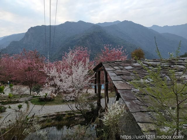 司馬庫斯 - 第18張圖 司馬庫斯