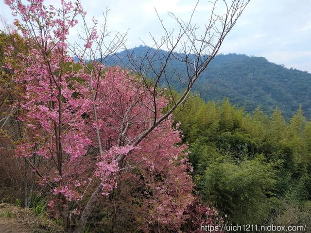 司馬庫斯 - 第27張圖 司馬庫斯