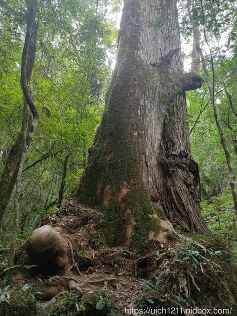 司馬庫斯 - 第50張圖 司馬庫斯