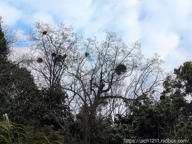 司馬庫斯 - 第41張圖 司馬庫斯