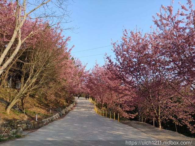 司馬庫斯 - 第15張圖 司馬庫斯