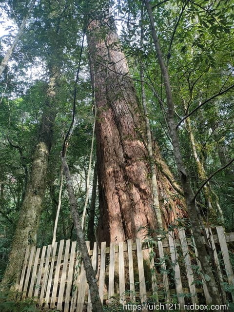司馬庫斯 - 第44張圖 司馬庫斯