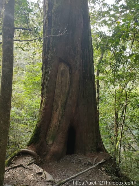 司馬庫斯 - 第45張圖 司馬庫斯
