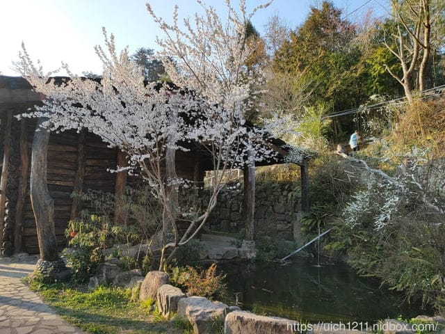 司馬庫斯 - 第16張圖 司馬庫斯