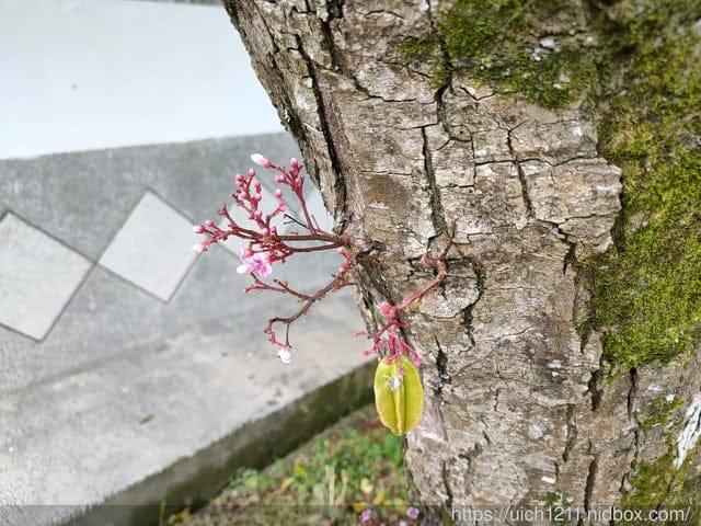 石門水庫之旅 - 第22張圖 石門水庫之旅