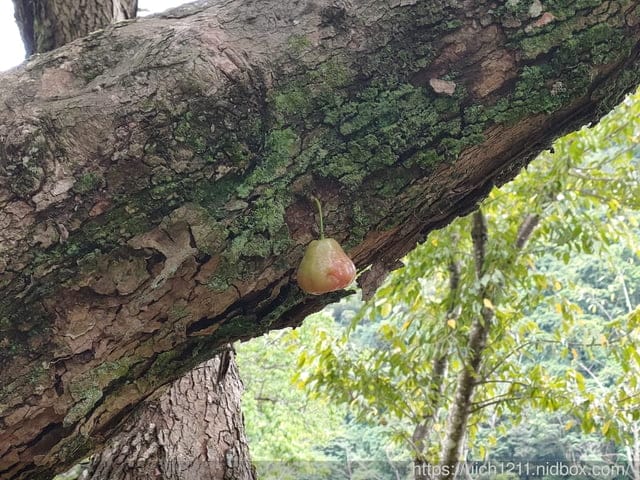 石門水庫之旅 - 第21張圖 石門水庫之旅