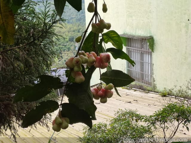 竹山文化園區