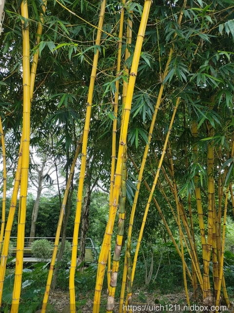 竹山文化園區
