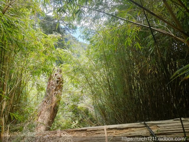 白姑大山 - 第26張圖 白姑大山