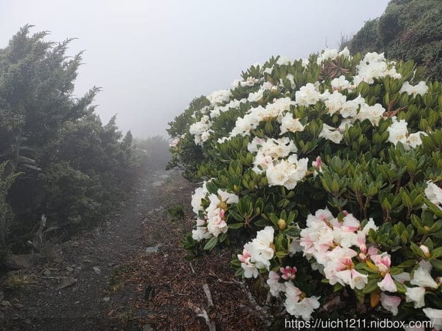 玉山後四峰 - 第28張圖 玉山後四峰