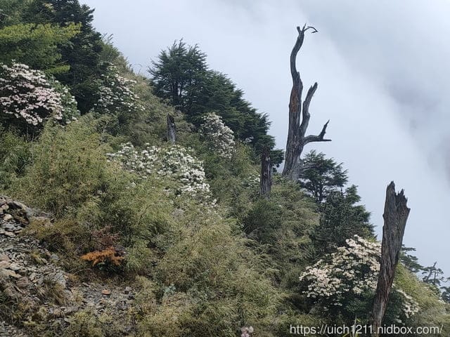 玉山後四峰 - 第16張圖 玉山後四峰