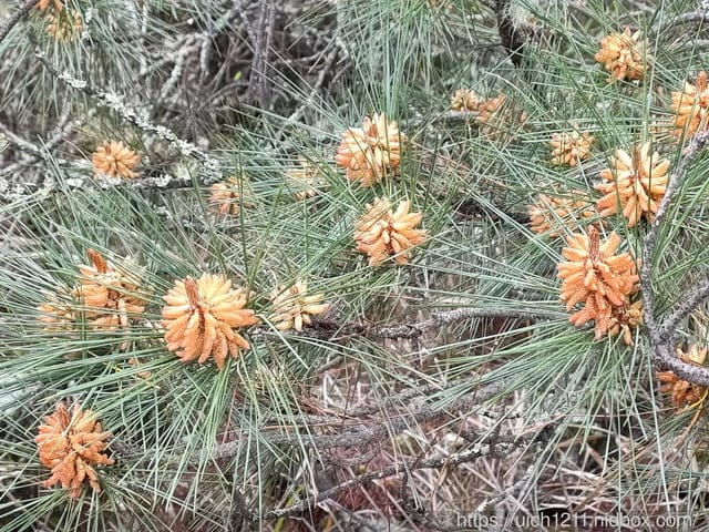 玉山後四峰 - 第7張圖 玉山後四峰