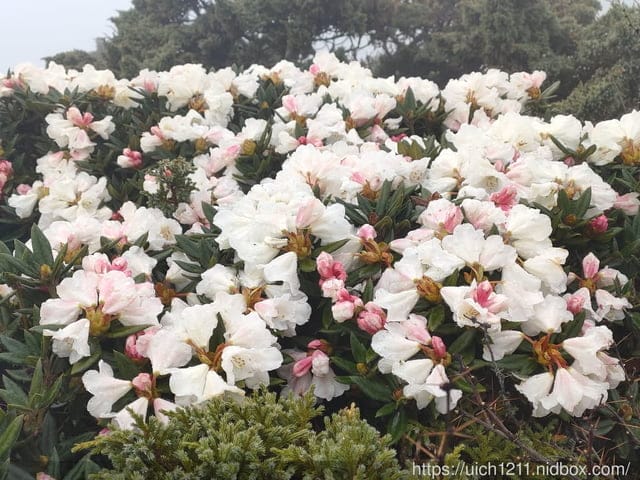 玉山後四峰 - 第27張圖 玉山後四峰