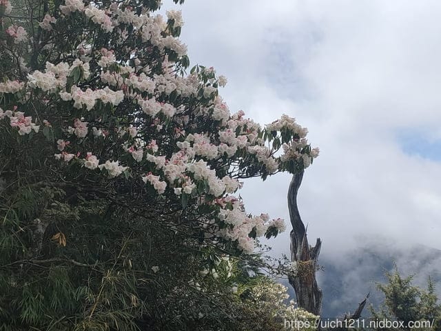 玉山後四峰 - 第17張圖 玉山後四峰