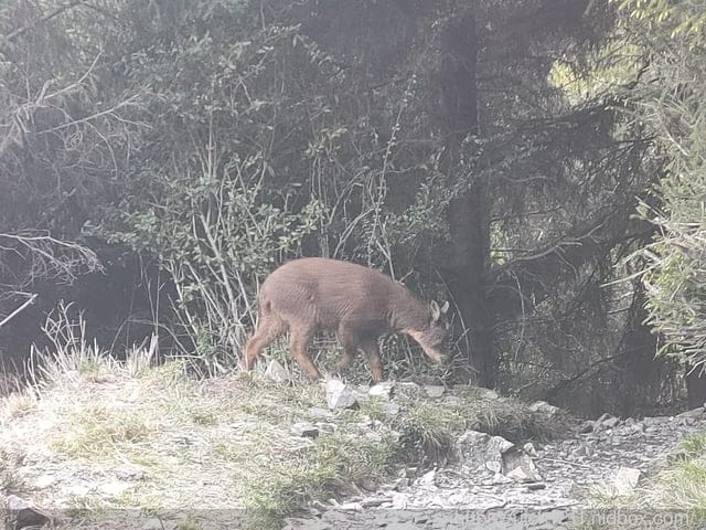 玉山後四峰 - 第86張圖 玉山後四峰