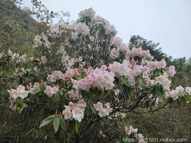 玉山後四峰 - 第11張圖 玉山後四峰