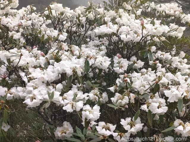 玉山後四峰 - 第14張圖 玉山後四峰
