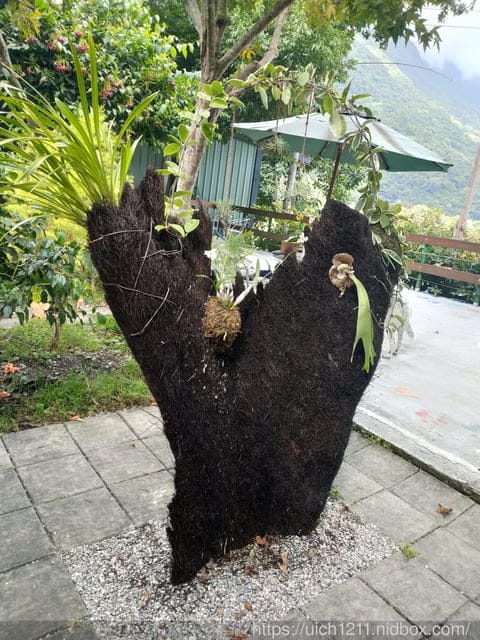 翡翠谷與貓尾巴咖啡廳