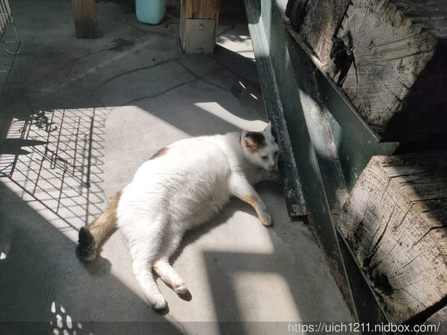 翡翠谷與貓尾巴咖啡廳