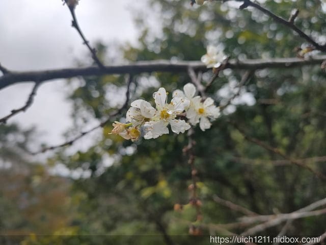錐麓古道 - 第18張圖 錐麓古道