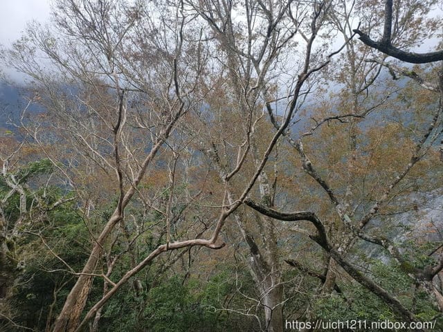 錐麓古道 - 第19張圖 錐麓古道