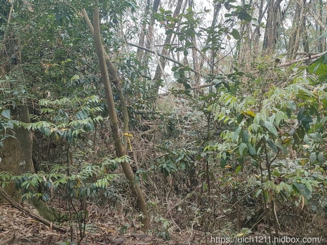 尾寮山小百岳 - 第9張圖 尾寮山小百岳