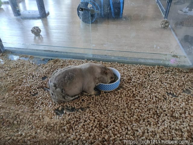 張家の樹園 - 第4張圖 張家の樹園