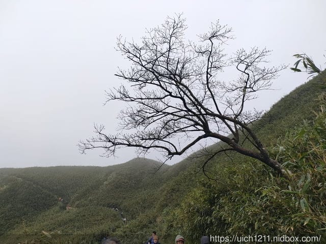 抹茶山 - 第15張圖 抹茶山