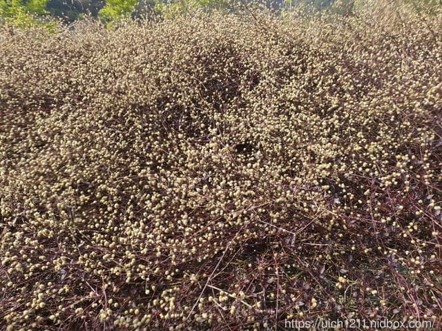 抹茶山 - 第42張圖 抹茶山