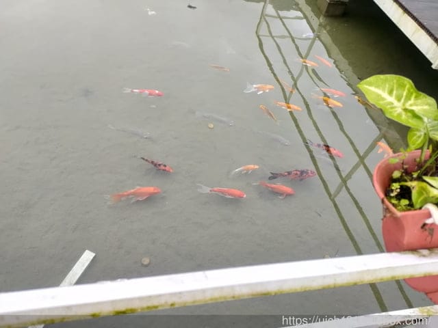 花蓮鯉魚潭露營渡假村