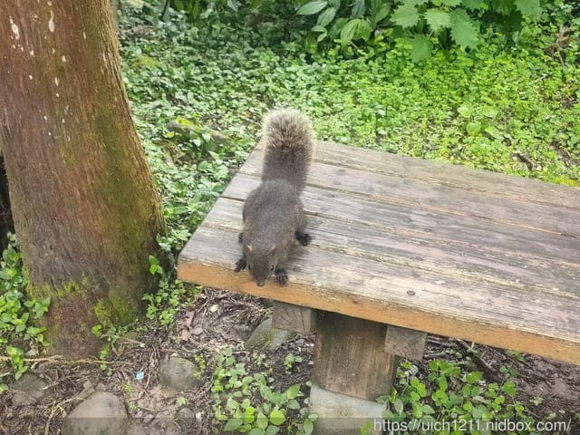 溪頭森林遊樂園區