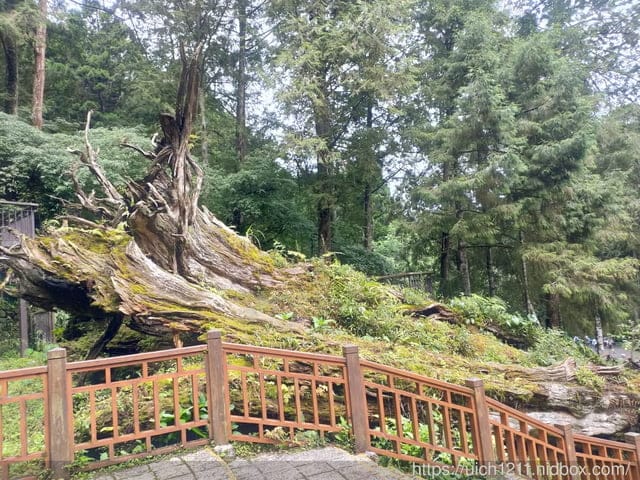 溪頭森林遊樂園區
