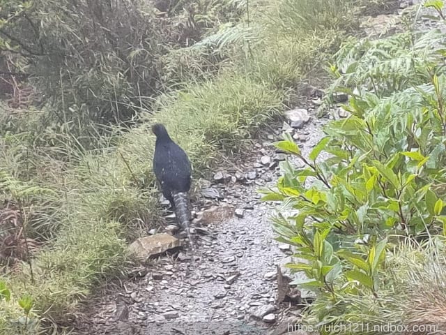玉山西峰 - 第22張圖 玉山西峰
