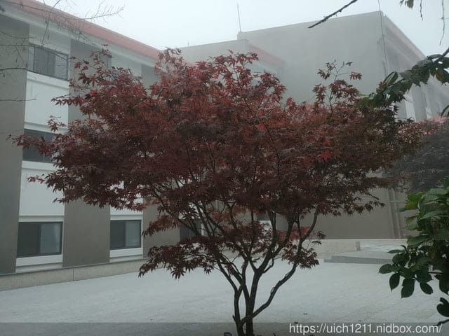 阿里山賓館 - 第29張圖 阿里山賓館