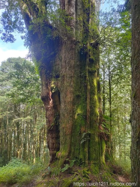 阿里山賓館 - 第54張圖 阿里山賓館