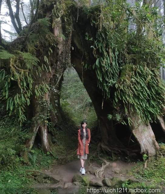 阿里山賓館 - 第13張圖 阿里山賓館