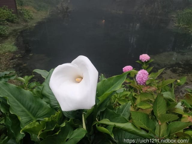 阿里山賓館 - 第39張圖 阿里山賓館