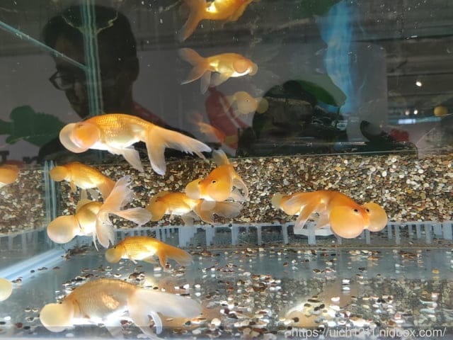 屏東熱帶博覽會