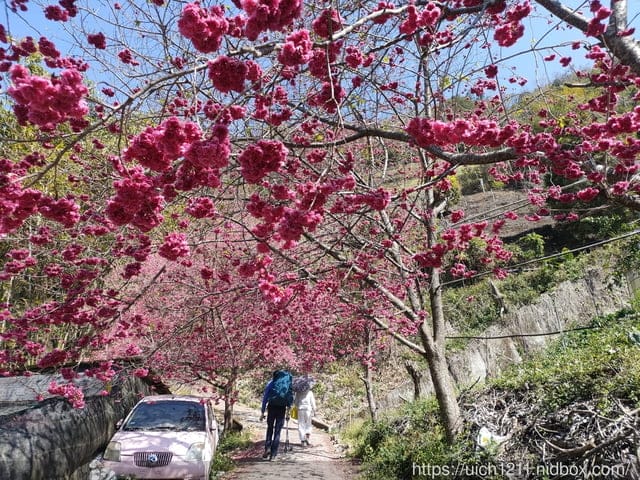 八通關龍貓公車